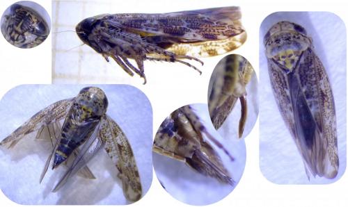 Réf. 288 510 : Allygus mixtus